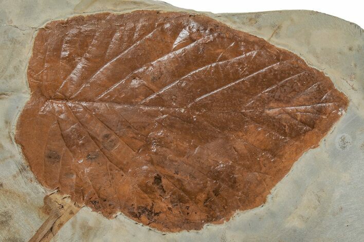 Fossil Leaf (Beringiaphyllum) - Montana #215518